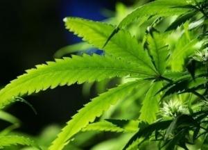 Каннабис уничтожает раковые клетки - ученые