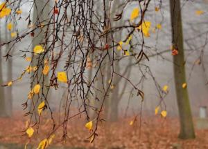 Прогноз погоды на 28 ноября: в Украине потеплеет (карта) 