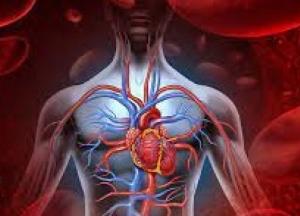 Медики назвали пять продуктов, которые улучшают состояние сердца