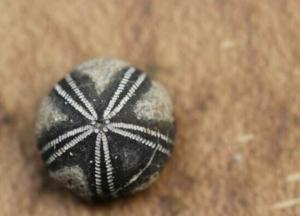 Археологи обнаружили древнейшее в мире существо, подробности (фото)