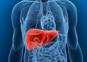 Врачи назвали симптомы жирной печени 