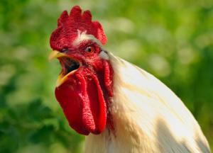 Во Франции судят петуха, который слишком рано будит людей