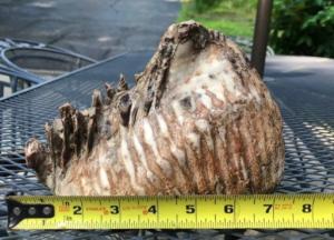 Школьник случайно нашел гигантский зуб мастодонта (фото)