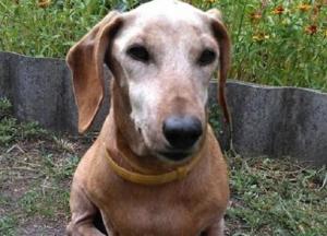 Умерла самая старая собака в Украине (фото)