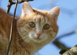 Прогноз погоды на 24 февраля: в Украине продолжается потепление