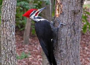 В США объявили вымершими 23 вида животных и растений