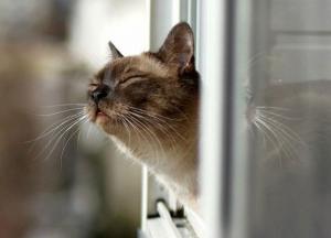 Прогноз погоды на 26 февраля: в Украину идет значительное потепление, местами до +18