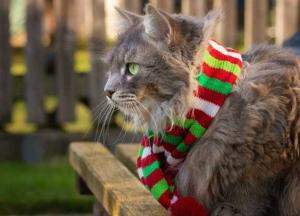 Прогноз погоды на 3 августа: в большинстве регионов – дождь с грозами