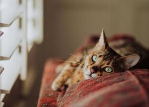 Прогноз погоды на 9 апреля: в Украине сухо, до +12