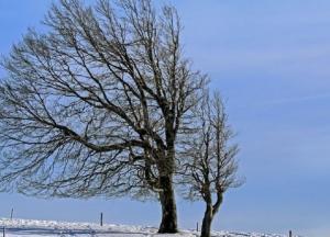 Прогноз погоды на 26 января: похолодание и сильный ветер