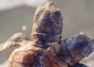 В США обнаружили двухголовую черепаху (фото)
