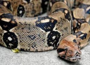 Американец вместо ключей нашел в диване двухметрового удава (фото)