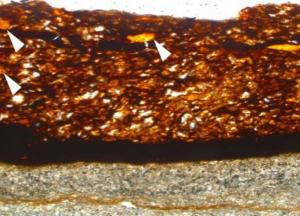 Ученые нашли «невозможное сокровище» возрастом 110 миллионов лет