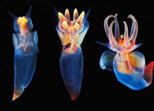 Ученые обнаружили организмы, которые пережили глобальное потепление и массовое вымирание