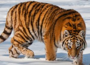 Россиянин хранил в морозилке тушу амурского тигра (фото)