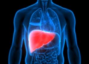 Названы продукты для поддержания здоровья печени