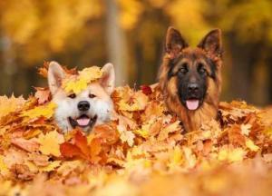 Прогноз погоды на 29 октября: днем до +18 градусов, ночью – заморозки