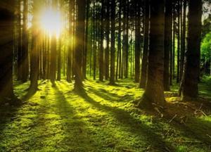 Ученые нашли самый древний лес в мире