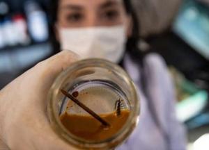 Ученые обнаружили бактерии, съедающие гвоздь за три дня