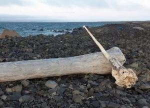Ученые обнаружили гигантский рог «арктического единорога»