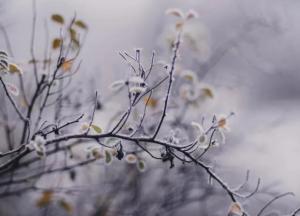 Прогноз погоды на 30 января: без морозов, но с мокрым снегом и ветрами