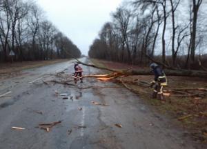 На Прикарпатье ветер повалил дерево на дорогу, есть пострадавшие