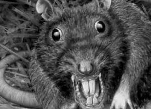 В Бразилии нашли останки древних крыс размером с человека