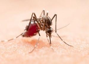 В Индии вспышка опасной болезни. Вирус переносят комары