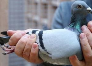 В Бельгии продали голубя за рекордную сумму
