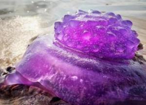 В Австралии обнаружили редчайшую фиолетовую медузу