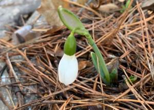 Очередная природная аномалия: в Украине забили тревогу (фото)