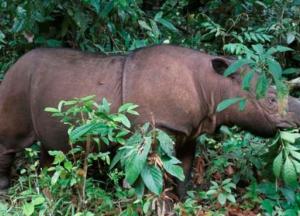 Последний суматранский носорог умер в Малайзии (фото)