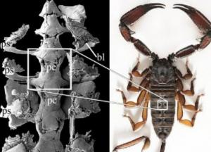 Ученые нашли уникальные останки существа, жившего полмиллиарда лет назад