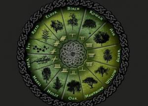 Гороскоп друидов: какое вы дерево (фото) 
