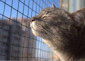 Прогноз погоды на 10 декабря: будет тепло и почти без осадков (карта)