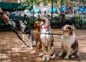 Ученые нашли ближайшего родственника собаки