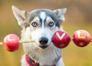 Ученые выяснили, как собаки реагируют на фразу «я тебя люблю»