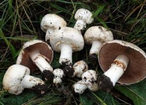 Медики о пользе употребления грибов 