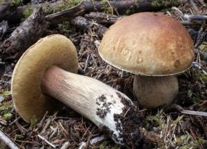 Диетологи назвали самый полезный гриб