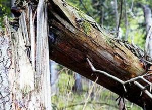 На Львовщине погиб молодой мужчина, на которого упало дерево