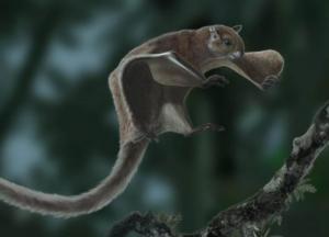 Ученые нашли окаменевшие останки гигантской белки (фото)