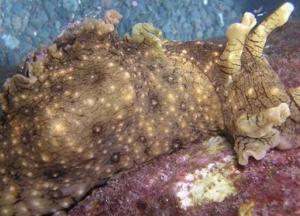 В Австралии нашли загадочное существо-"убийцу собак" (фото)