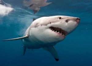 Возле побережья Канады поймали гигантскую акулу 