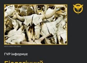 Росія створює умови для спалаху сибірської виразки на Херсонщині, звинувачують у ГУР