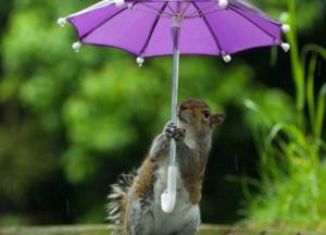 Прогноз погоды на 22 апреля: дожди с грозами, местами ливни