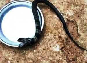 В Индии обнаружили двуглавую кобру (фото) 