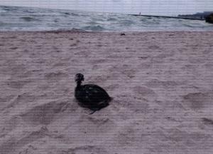 "Залипають в жирі": птахи гинуть через удар по порту "Южний", внаслідок якого стався витік олії в море (відео)