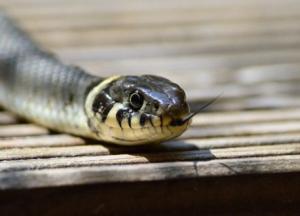 Как избежать укуса змеи: простые правила