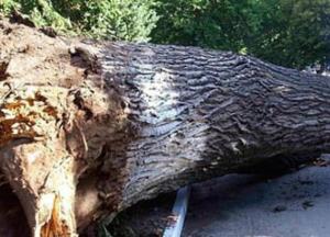 Во Львове на людей рухнуло дерево, среди пострадавших трое детей