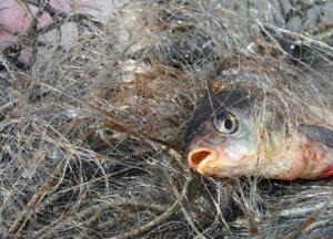 Украинцы могут остаться без рыбы: экологи бьют тревогу